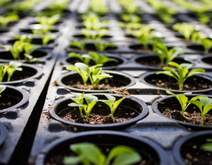 Каннабис в Египте: закон, наказание и культурное противоречие